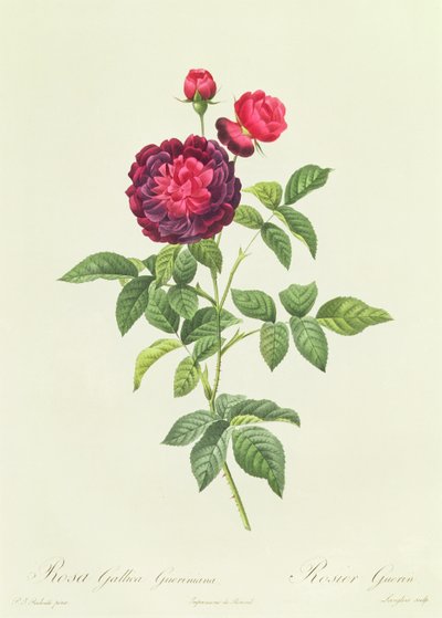Rosa Gallica Gueriniana by Pierre Joseph Redouté